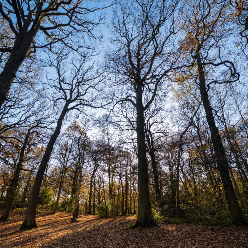 leaning trees