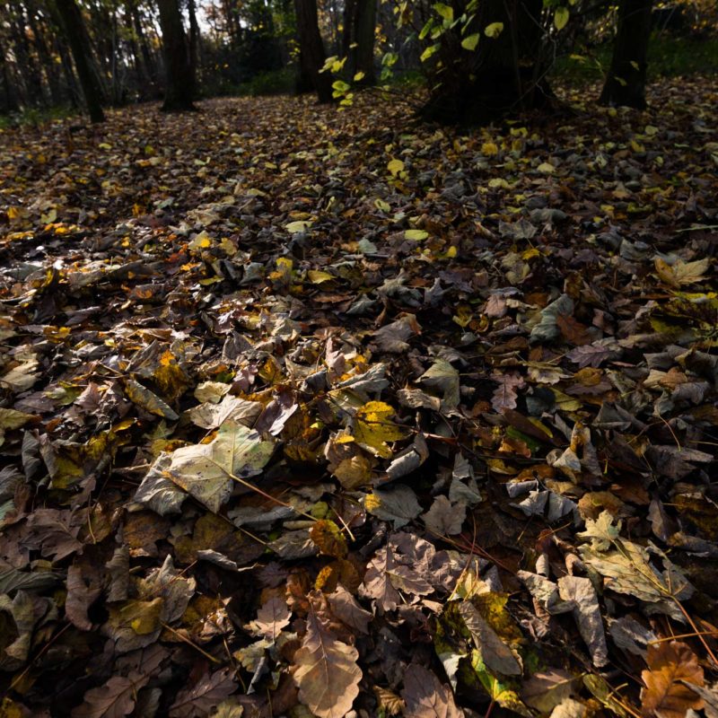 leaves on ground