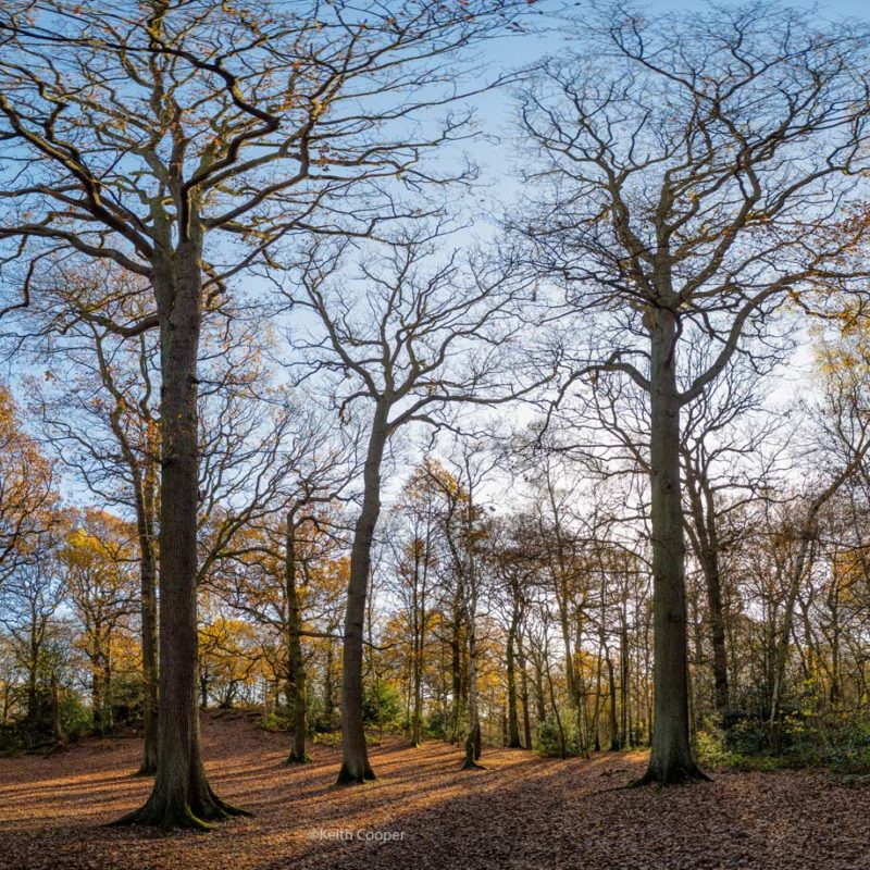 swithland woods panoramic