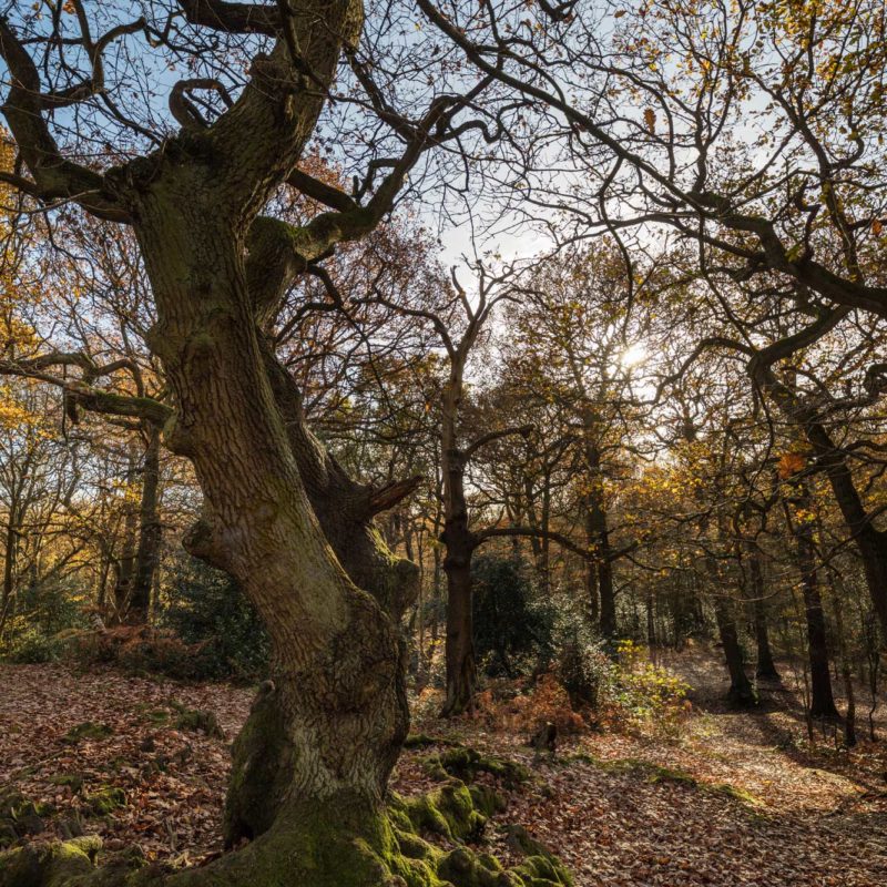 swithland trees