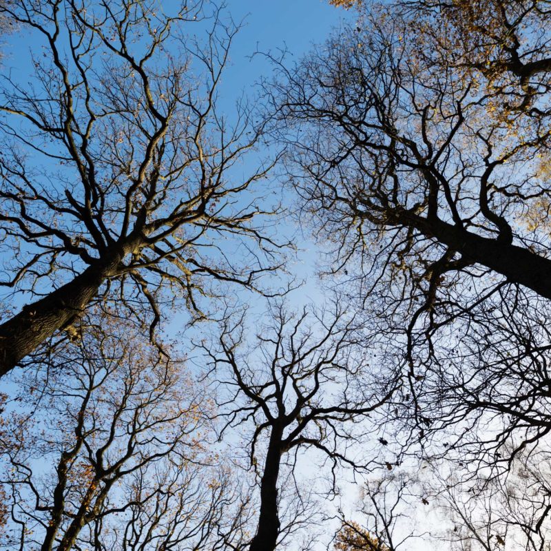 Trees in the sky