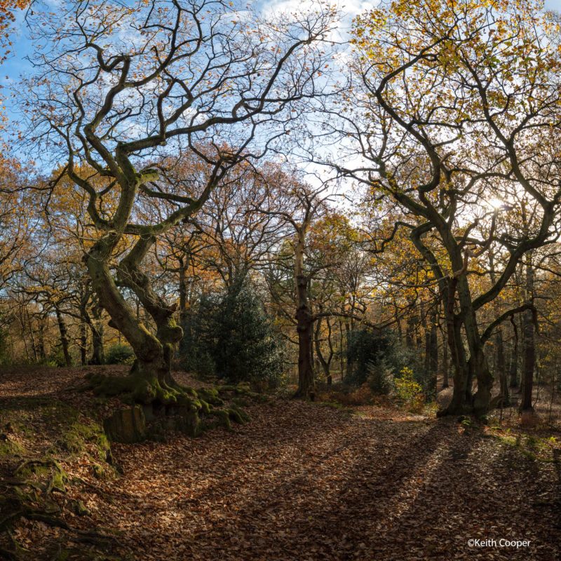 woods square print