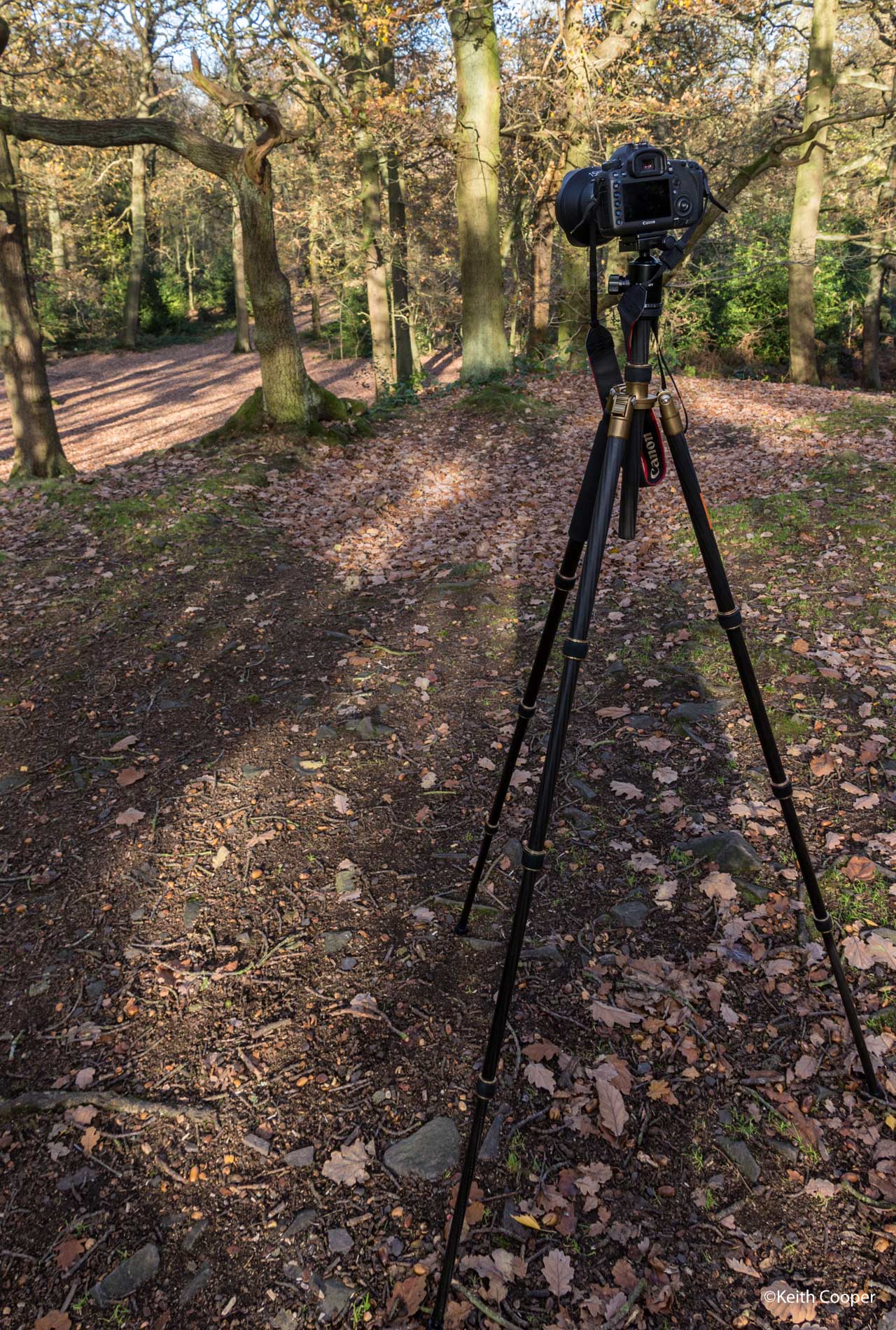 Swithland woods