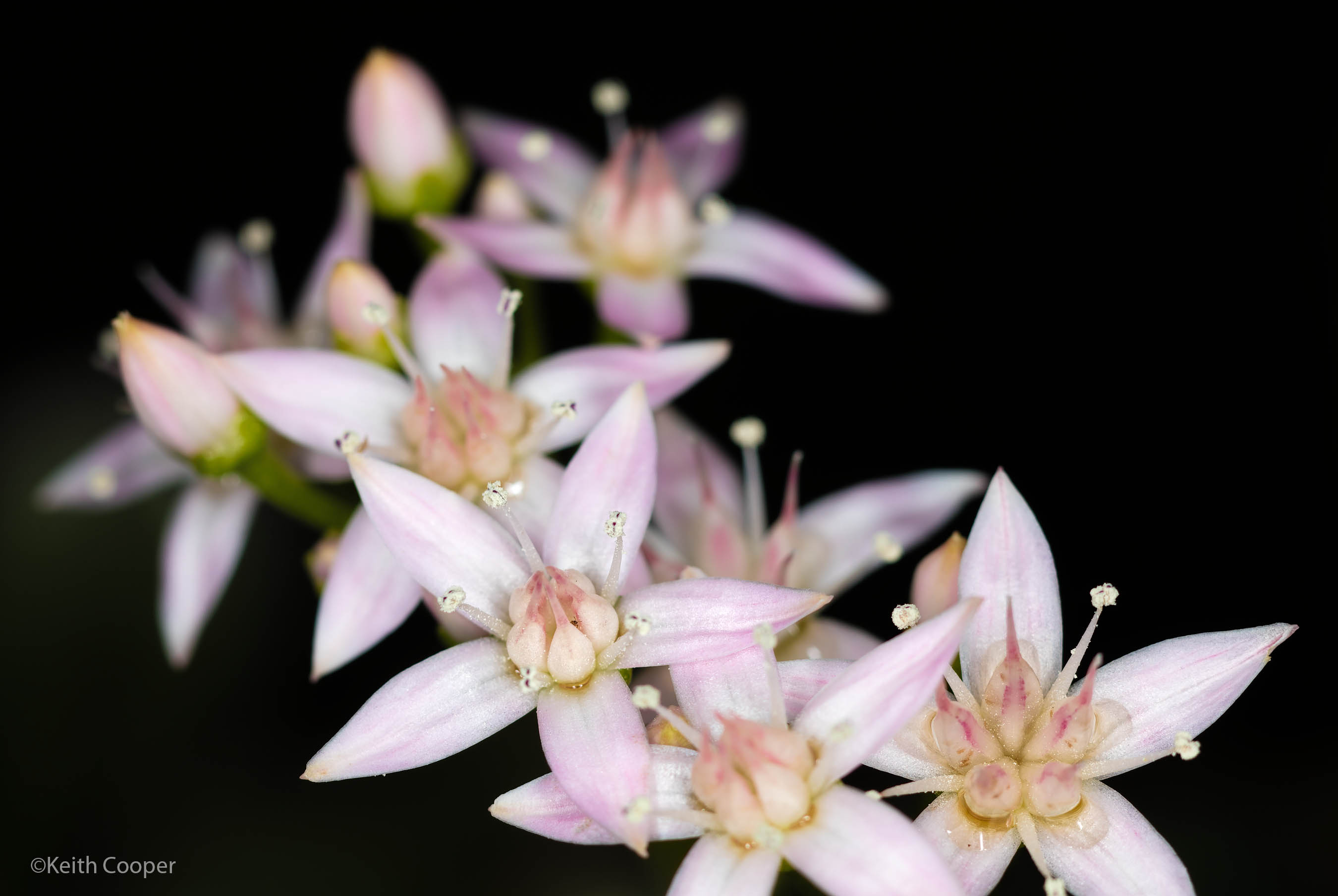 jade plant flowers