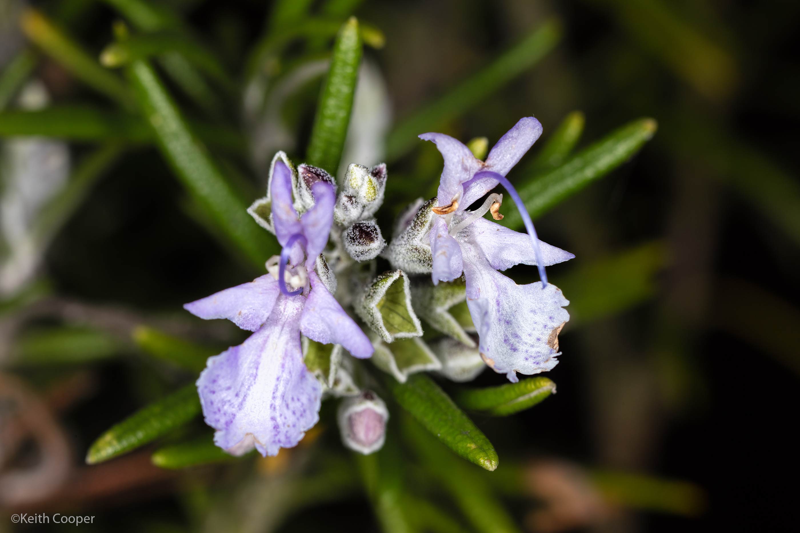 rosemary flowers
