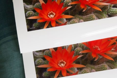 A photo print of some bright red flowers