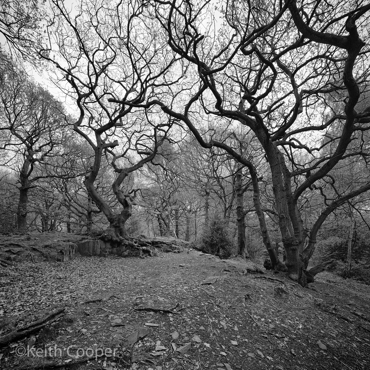 woods in Leicestershire