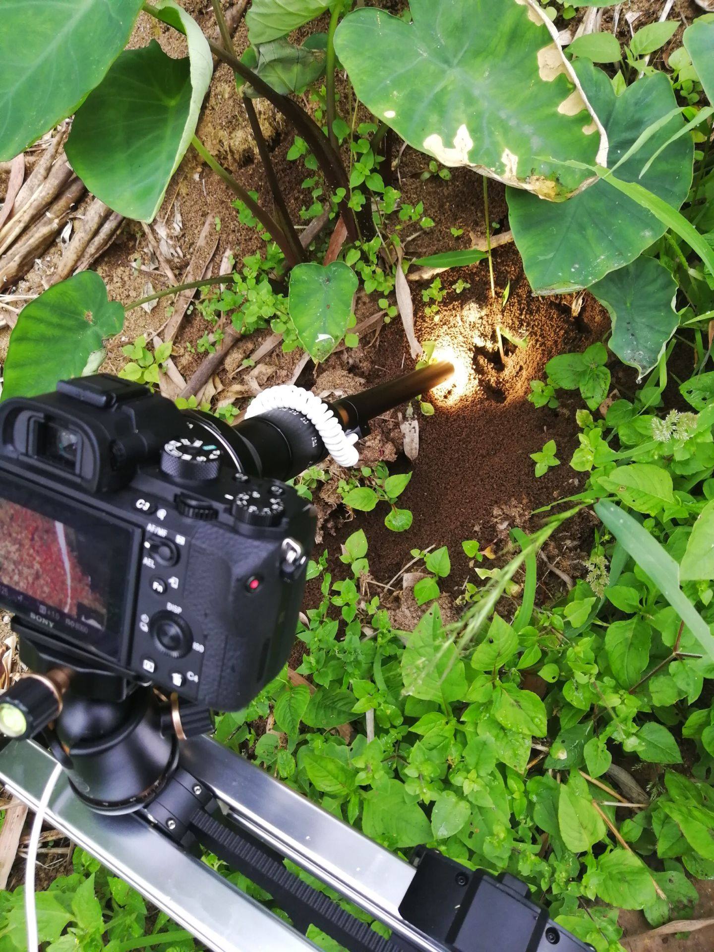 ant nest