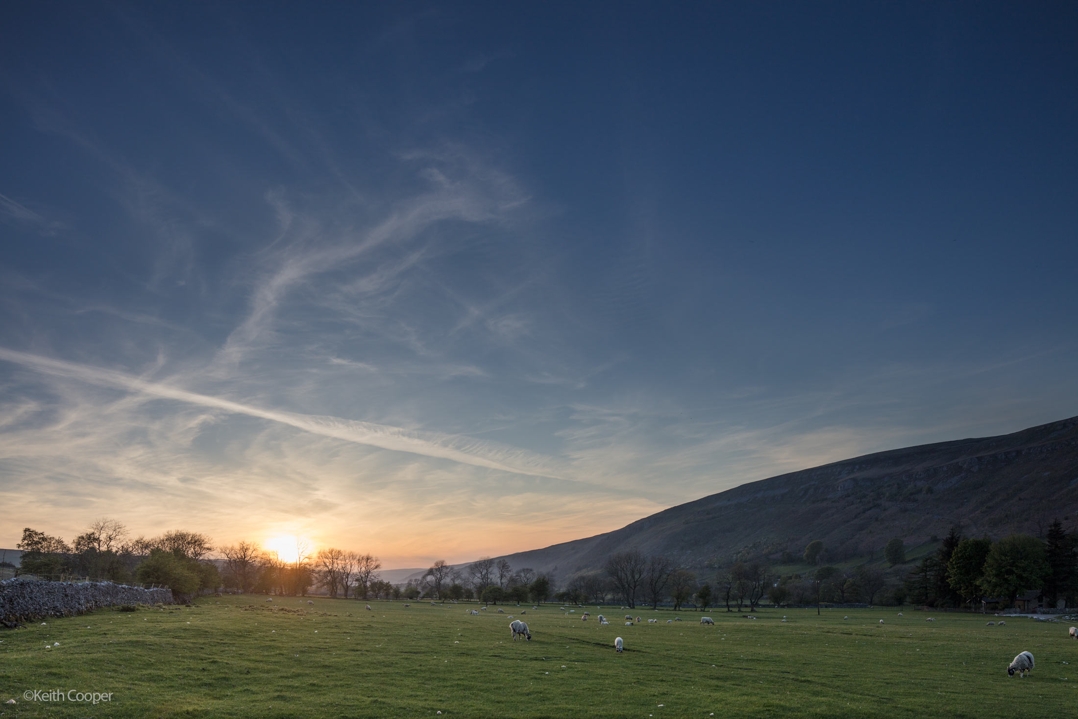 sheep sunset