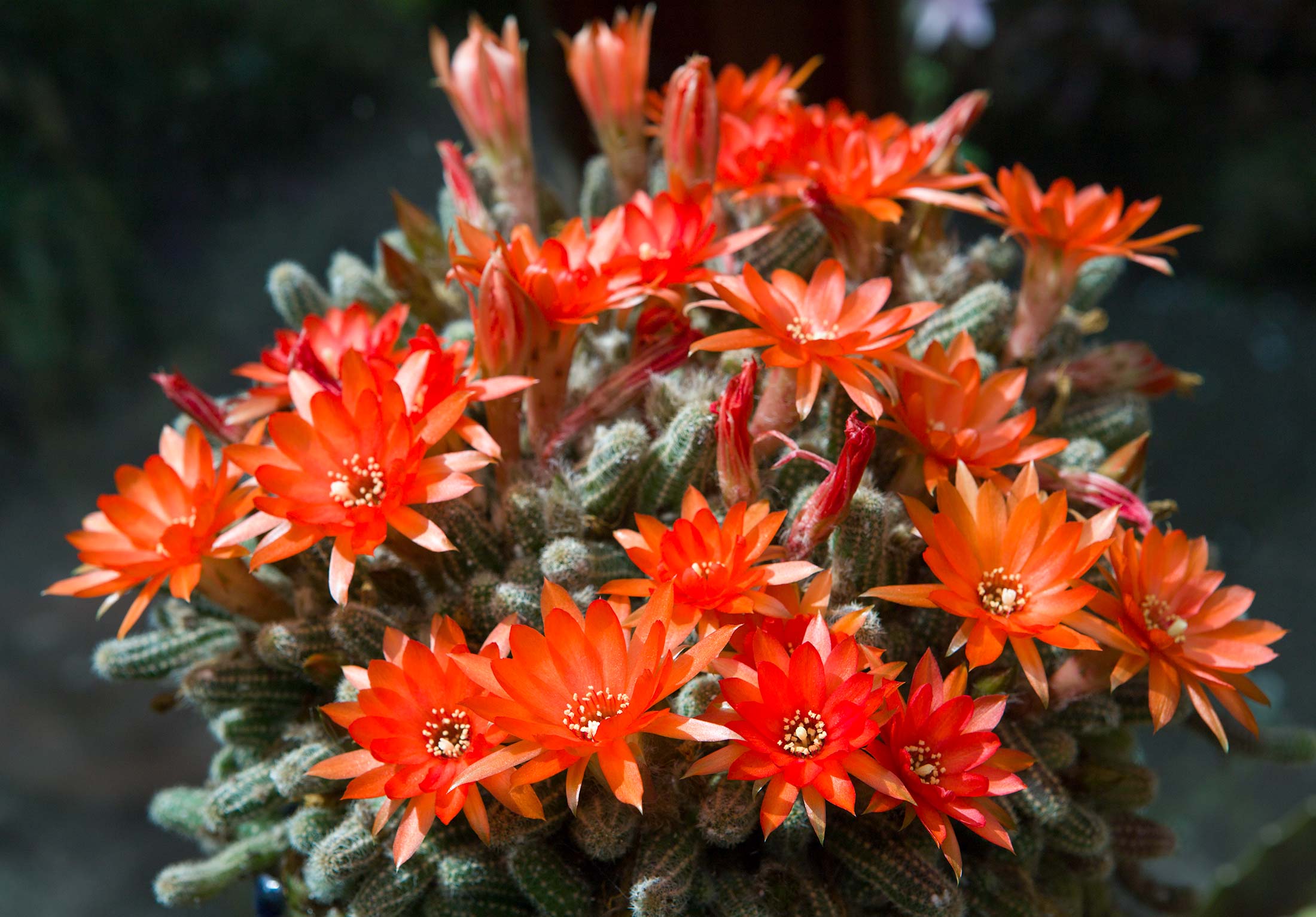 red flowers