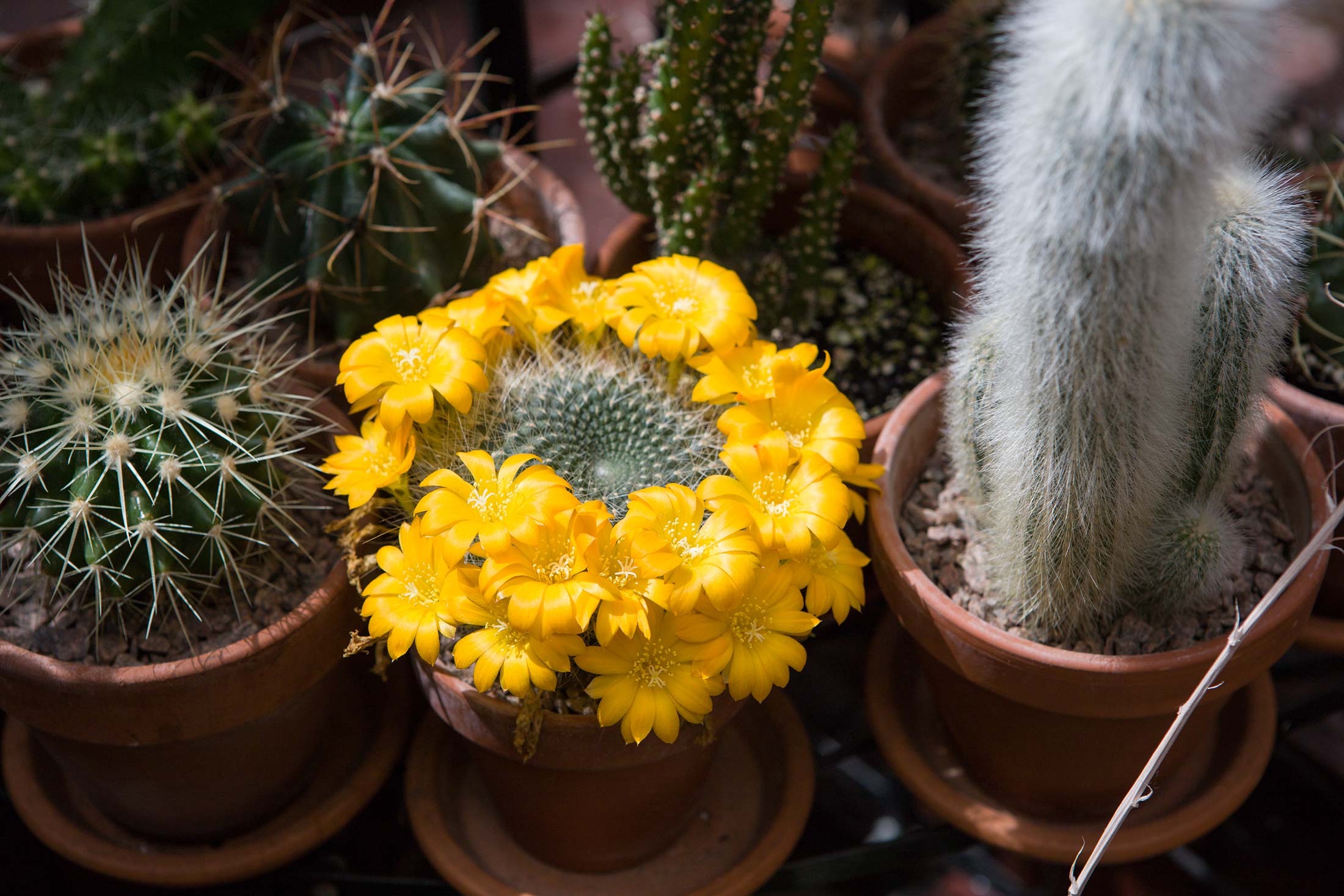 yellow-cactus
