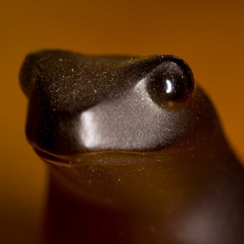 frog-1