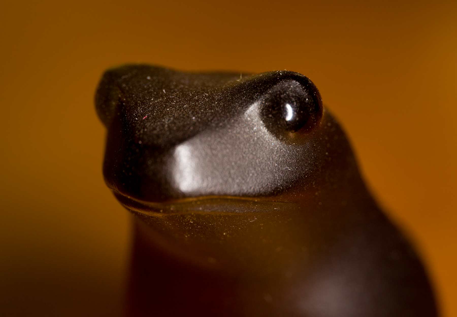 frog-1