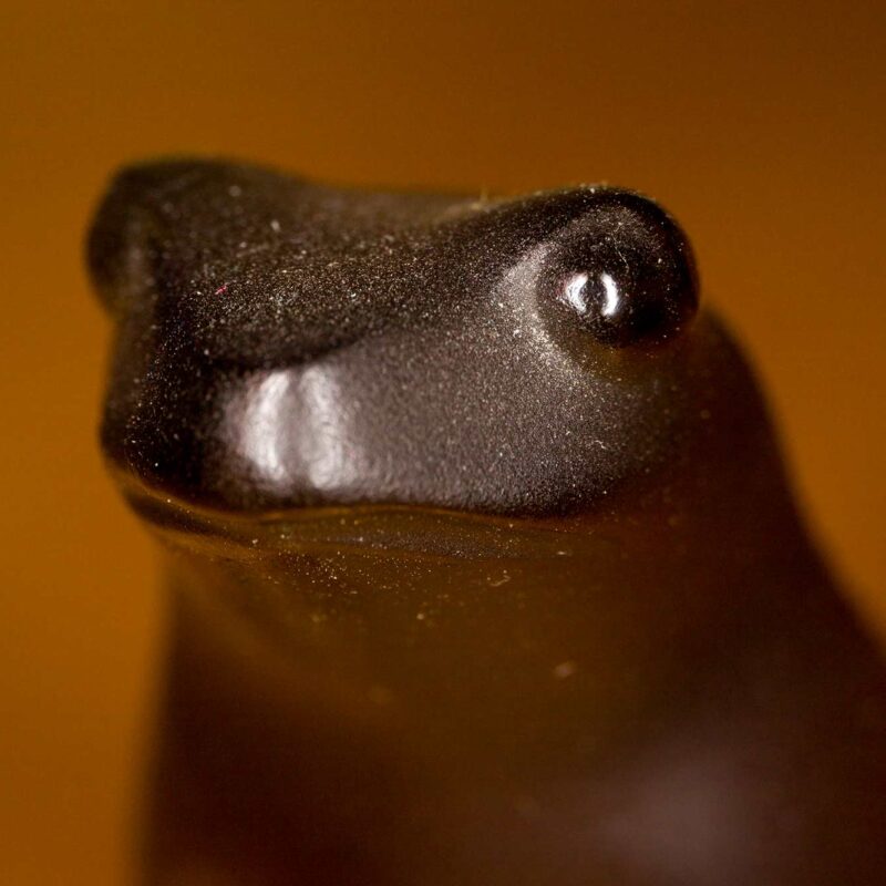 frog-2