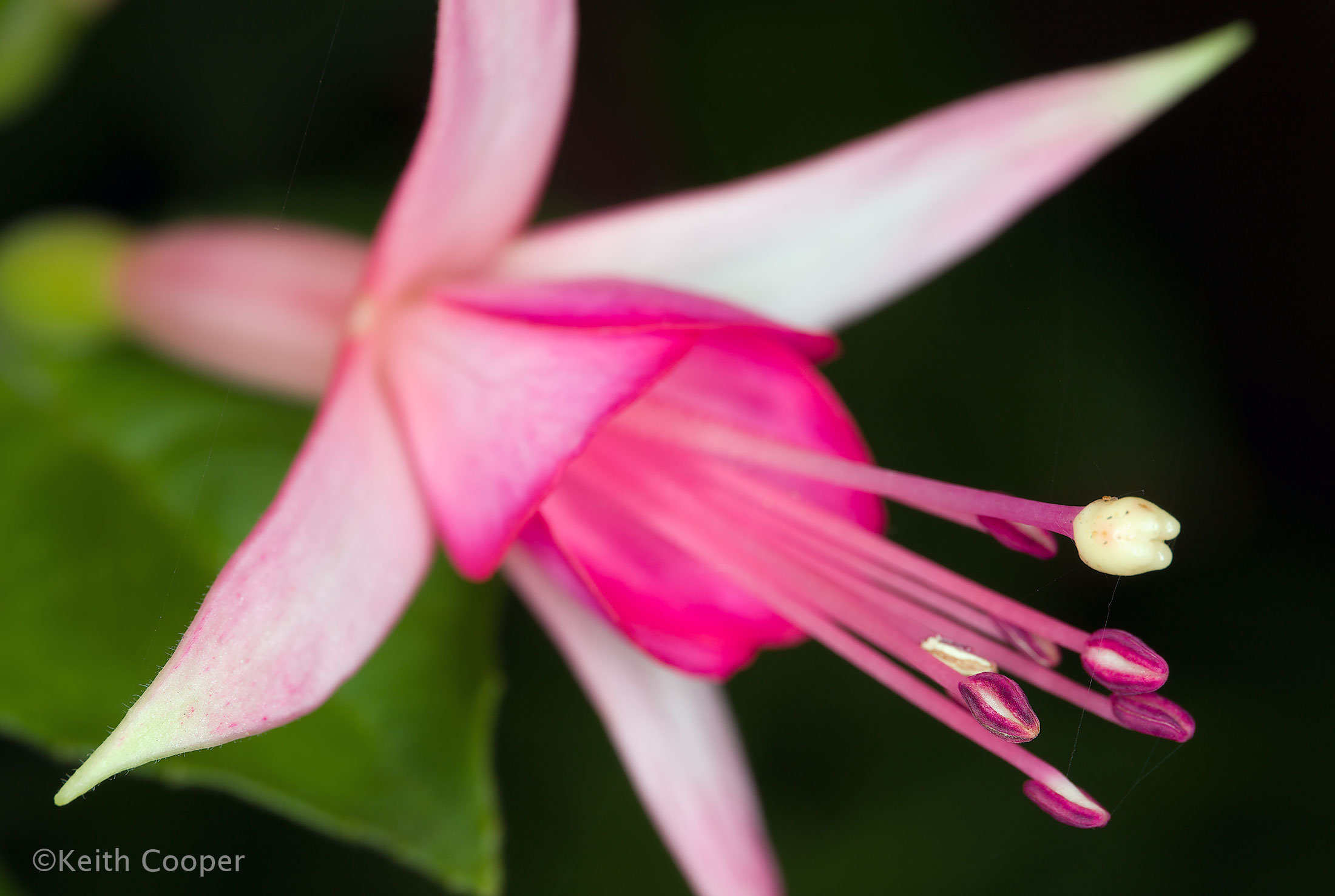 fuschia
