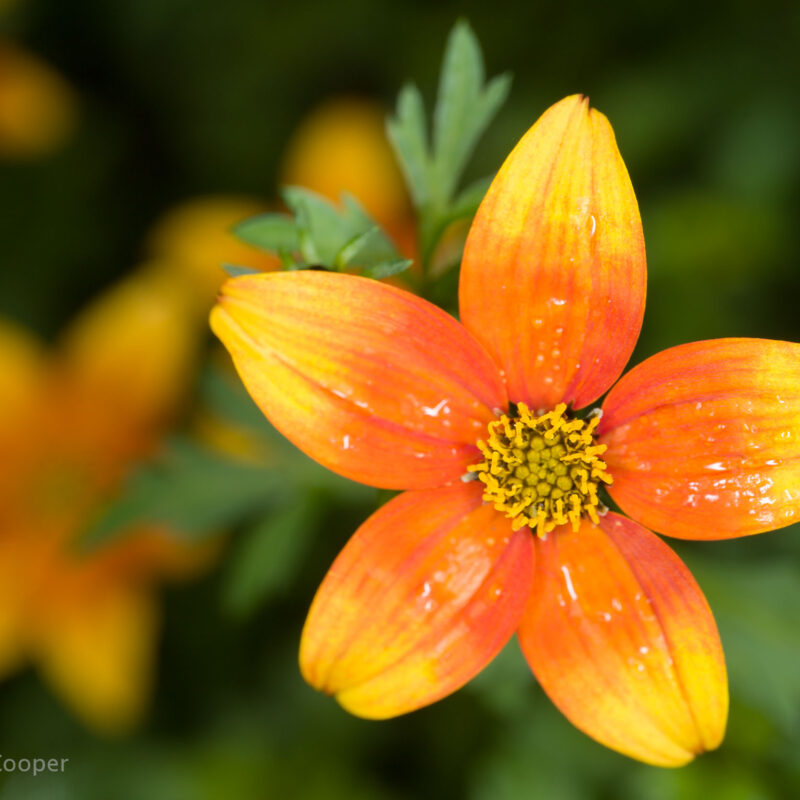 orange-flower