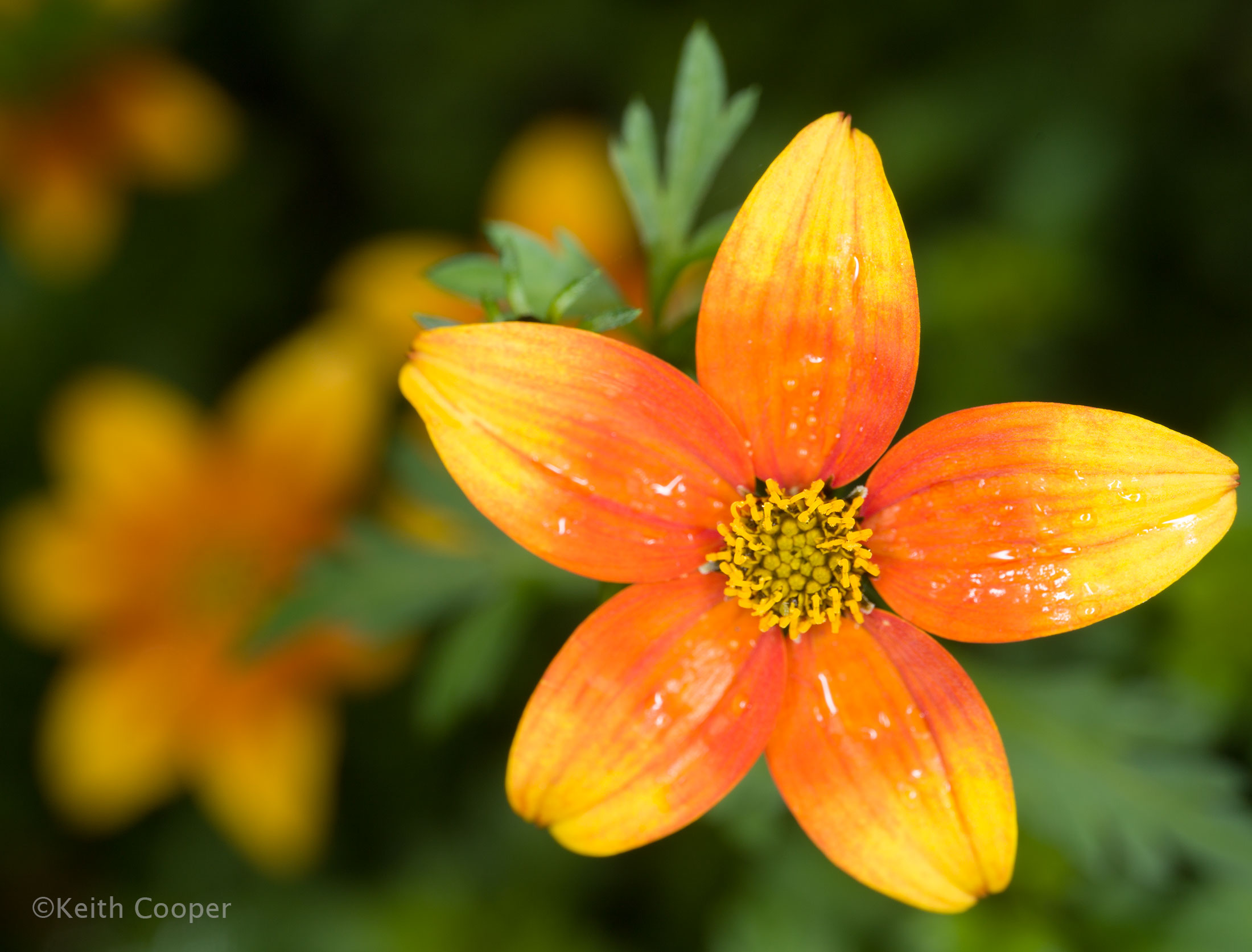 orange-flower